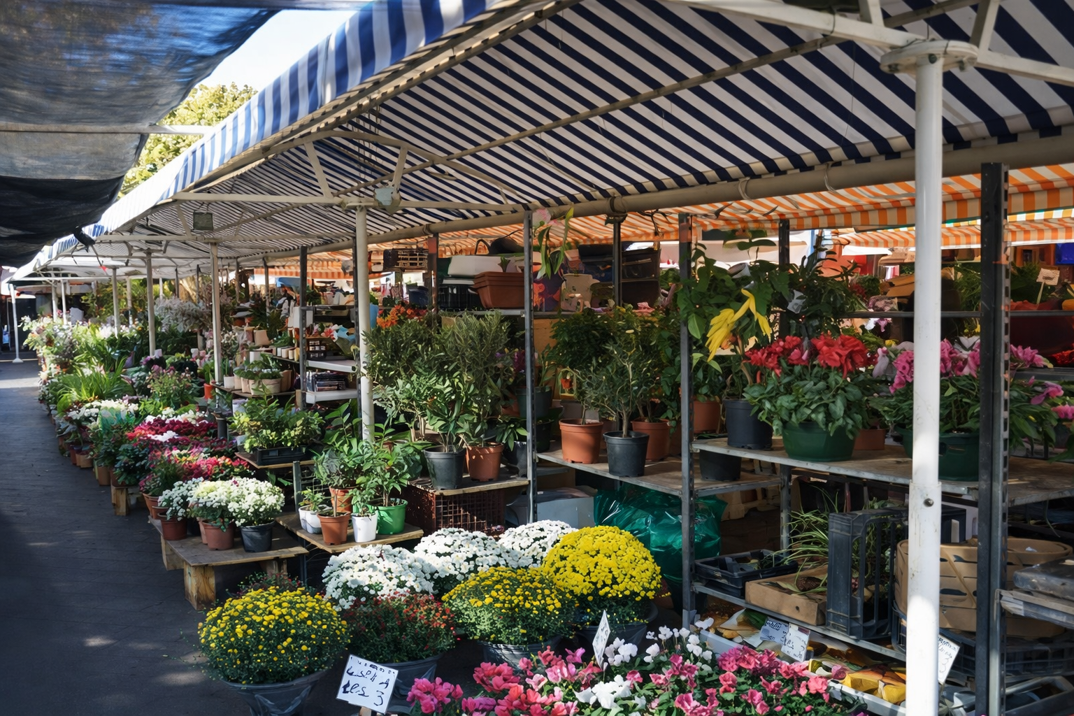 Marché aux fleurs Cannes - Marché en plein air sur les Allées de la Liberté face à la Croisette avec fleurs et plantes méditerranéennes